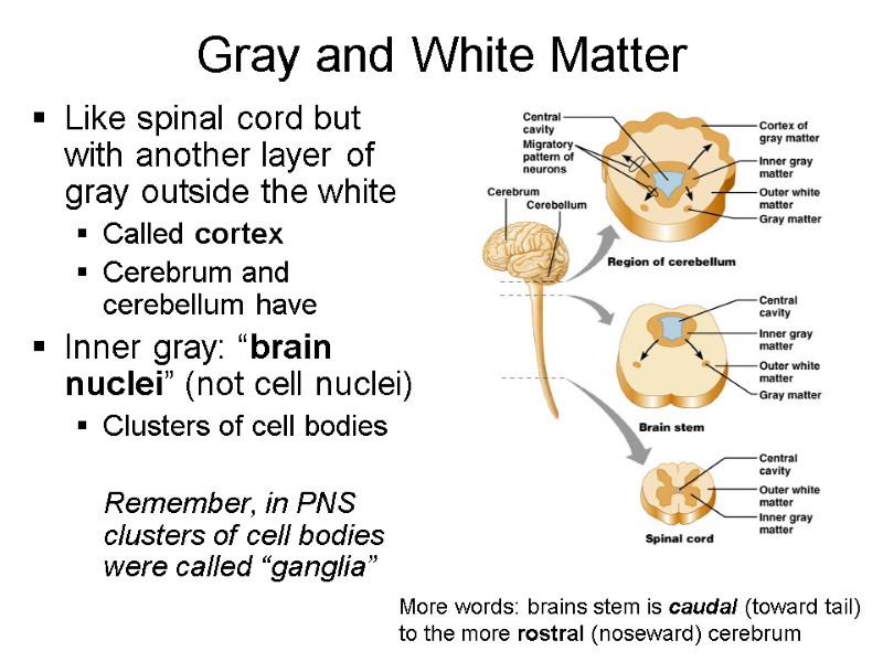 Gray and White Matter Like spinal cord but with another layer of gray outside